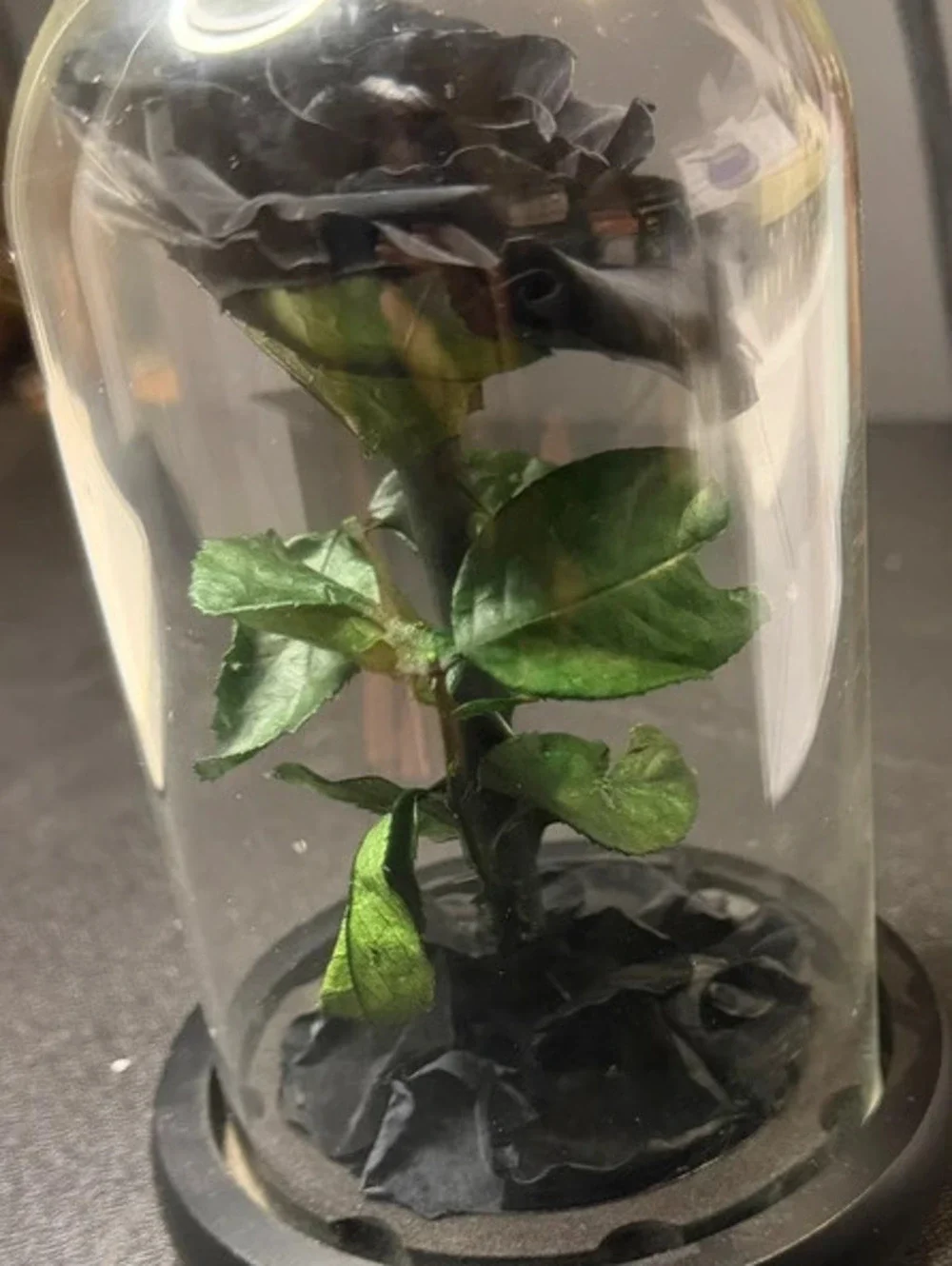 Gothic Enchanted Black Forever Rose in Glass Cloche Dome